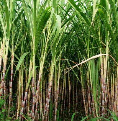 sugarcane-field-hashpro-1024x683
